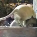 ویدئو :   حمله حیوانات به انسان (مطلب)