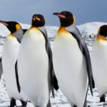 ویدئو :  ۱۰+۴ نکته شگفت انگیز درباره پنگوئن ها (مطلب)