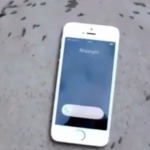 ویدئو :   تاثیر امواج موبایل روی مورچه ها ! (مطلب)