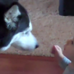 ویدئو :   سگ صدای کودک رو تقلید می کنه (مطلب)