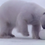 ویدئو :  فوتبال بازی کردن خرس های قطبی با دوربین (مطلب)