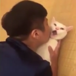 ویدئو :   عکس العمل بامزه گربه ها هنگام بوسیده شدن (مطلب)