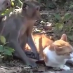 ویدئو :   دوستی خنده دار میمونها و گربه ها (مطلب)