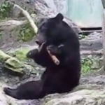 ویدئو :  خرس کونگ فو کار واقعی (مطلب)