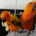 ویدئو : طوطی های بامزه (مطلب)