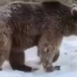 ویدئو :   ذوق زدگی توله خرس ارم از برف (مطلب)