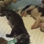 ویدئو :   تولد 4 توله گربه زیبا در سال نو (مطلب)