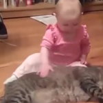 ویدئو :  گربه هایی که عاشق بچه هان! (مطلب)