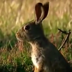 ویدئو :   عقاب طلایی در شکار خرگوش (مطلب)