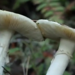 ویدئو :   همه چیز درباره قارچ های سمی مرگبار در ایران!