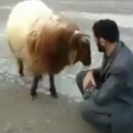 ویدئو :  گوسفند حسود دیده بودین (مطلب)