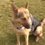 ویدئو :  تیدا باهوش ترین سگ ایران (مطلب)