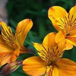 گل آلسترومریا، شیوه‌های کشت، پرورش و نگهداری (مطلب)