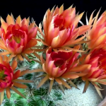 ویدئو :  تایم لپس دیدنی از باز شدن گل های کاکتوس رنگارنگ (مطلب)