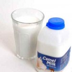 بررسی موارد استفاده از شیر شتر در طب سنتی (مطلب)