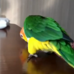 ویدئو :  طوطی های باهوش (مطلب)