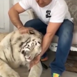 ویدئو :  حیوانات وحشی در آغوش انسانها! (مطلب)