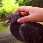ویدئو :  دوستی نزدیک کبوتر با انسان (مطلب)