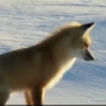 ویدئو:   روش جالب و عجیب این روباه برای شکار کردن رو ببنید!!! (مطلب)