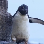 ویدئو :  شکارچیان بچه پنگوئن ها در اولین روز شنا آنها (مطلب)