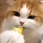 ویدئو :  دعوای جالب دو گربه برای خوردن غذا! (مطلب)