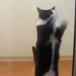 ویدئو : رقص گربه ها (مطلب)