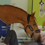 ویدئو :   معجزه اسب