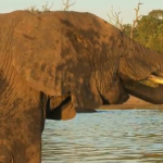 ویدئو :   ۱۸ حقیقت باورنکردنی درباره فیل ها (مطلب)
