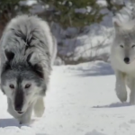 ویدئو :  شکار لحظه از شکار حیوانات وحشی (مطلب)