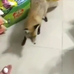 ویدئو :   روباهی در تهران که سهمیه اش را از بقالی می گیرد و می رود