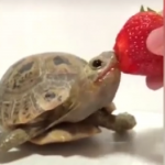 ویدئو :   لحظاتی سرگرم کننده و خنده دار از حیوانات بامزه (مطلب)