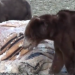 ویدئو :  نبرد شدید خرس ها با سایر حیوانات
