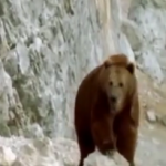 ویدئو:    جنگ خرس مادر با سگها