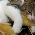 ویدئو:   نگهداری از جوجه اردک توسط گربه ماده