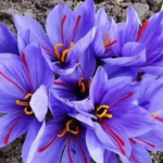 ویدئو :  فواید شگفت انگیز زعفران (مطلب)