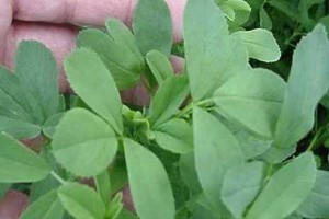 30 مورد از خواص عرق یونجه