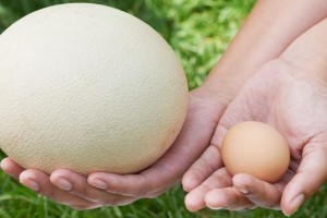خواص تخم شترمرغ: ۷ خاصیت تخم شترمرغ برای سلامتی