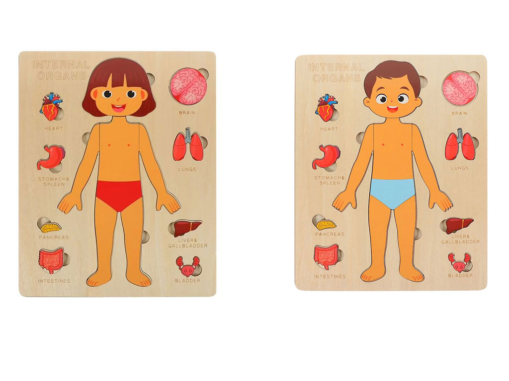 جورچین چوبی اعضای بدن انسان اسباب بازی