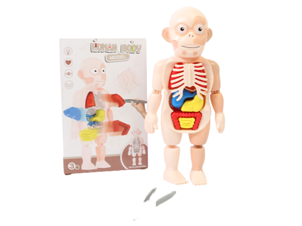 اسباب بازی آموزشی اعضای بدن انسان