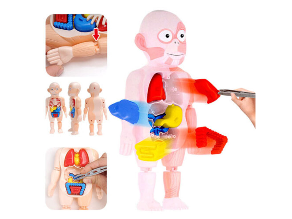 اسباب بازی آموزشی اعضای بدن انسان