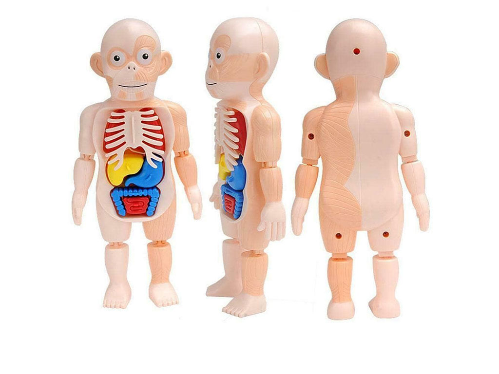 اسباب بازی آموزشی اعضای بدن انسان