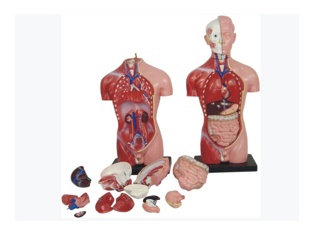 فروش ماکت اعضای بدن انسان