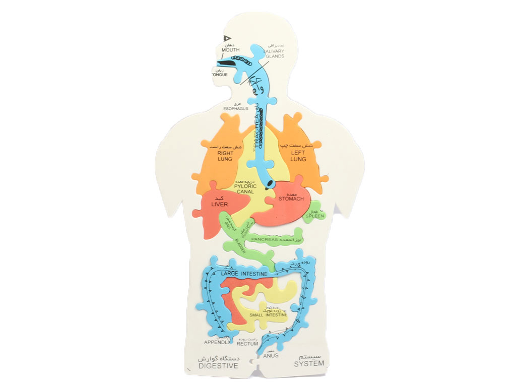 پازل آموزشی فومی مدل اعضای بدن انسان امید سایان sayan