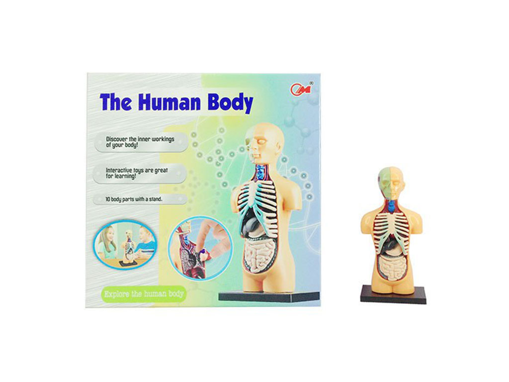 اسباب بازی آموزشی ماکت اعضای بدن انسان