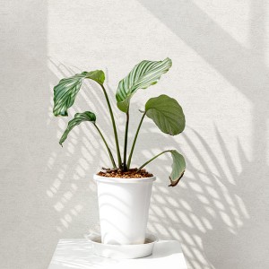 آلبوم کاغذدیواری نیچر 203009 NATURE