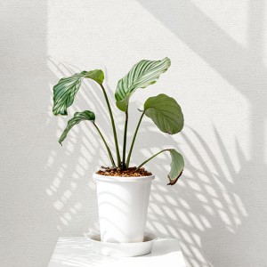 آلبوم کاغذدیواری نیچر 203007 NATURE