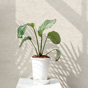 آلبوم کاغذدیواری نیچر 203003 NATURE