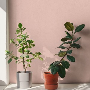 آلبوم کاغذدیواری پنتونکست pantonext (3)  کد 201287