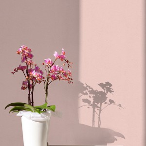 آلبوم کاغذدیواری پنتونکست pantonext (3)  کد 201264