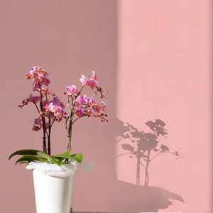 آلبوم کاغذدیواری پنتونکست pantonext (3)  کد 201263